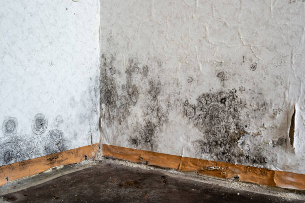 Best Certified Mold Removal  in Mangonia Park, FL